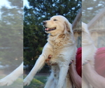 Small Photo #1 Golden Retriever Puppy For Sale in MONTEZUMA, GA, USA