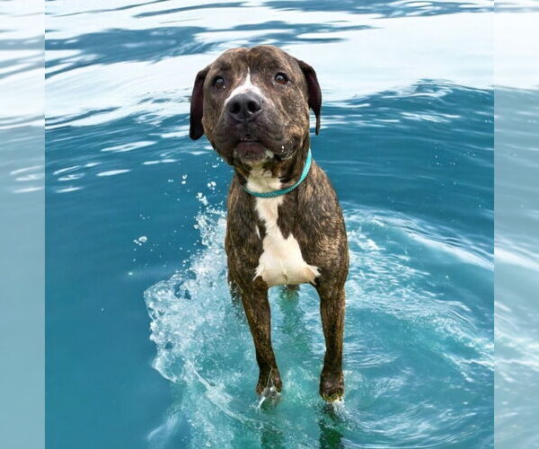 Medium Photo #15 American Pit Bull Terrier Puppy For Sale in Glen Allen, VA, USA