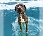 Small #14 American Pit Bull Terrier