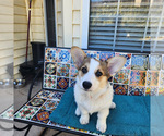 Small Photo #9 Pembroke Welsh Corgi Puppy For Sale in SURFSIDE, SC, USA
