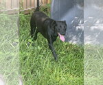 Small #4 Labrador Retriever Mix