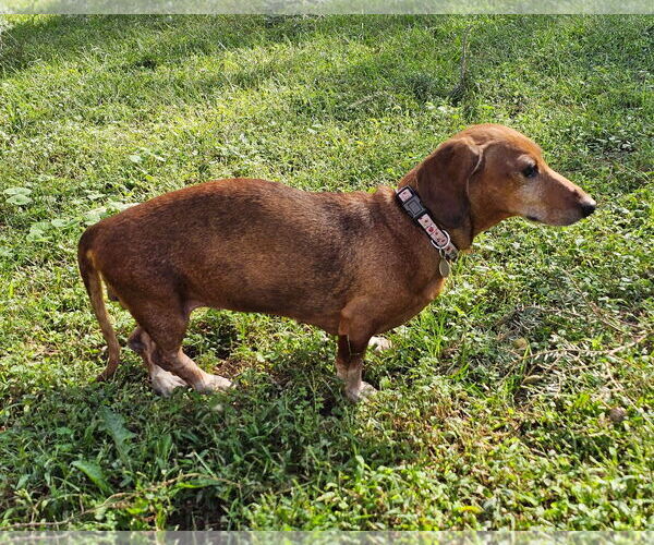 Medium Photo #3 Dachshund Puppy For Sale in Shelbyville, TN, USA