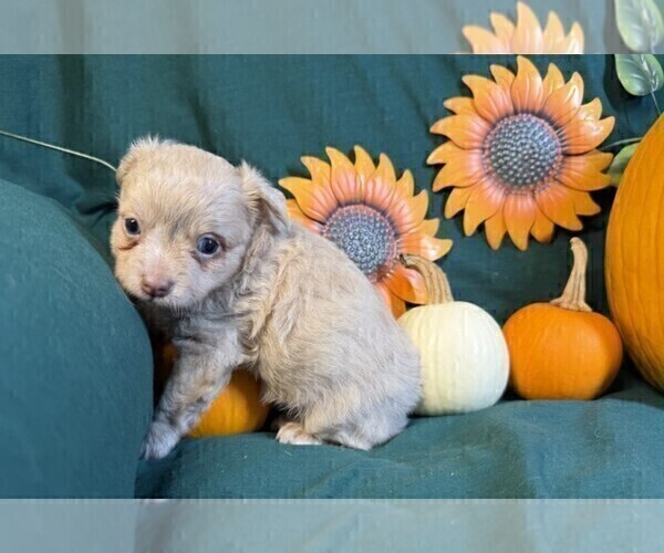 Medium Photo #14 Chihuahua Puppy For Sale in JENSEN BEACH, FL, USA