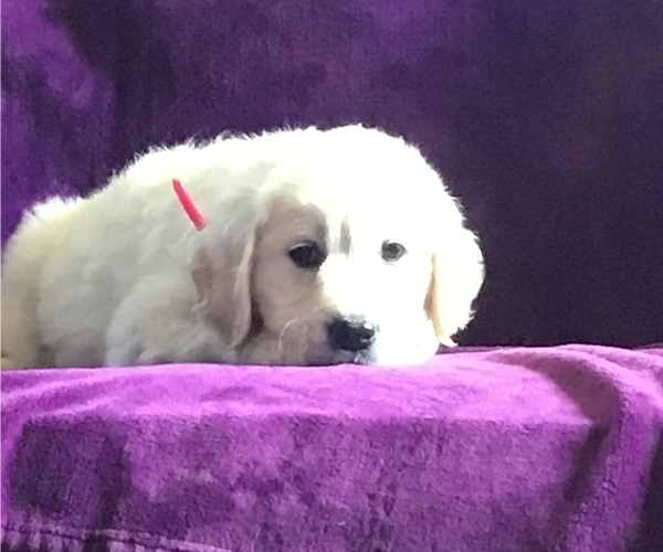 Medium Photo #1 Golden Retriever Puppy For Sale in CENTRAL MANOR, PA, USA