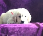 Small Photo #1 Golden Retriever Puppy For Sale in CENTRAL MANOR, PA, USA