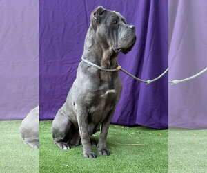 Mutt Dogs for adoption in Goodyear, AZ, USA