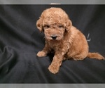 Small #3 Goldendoodle