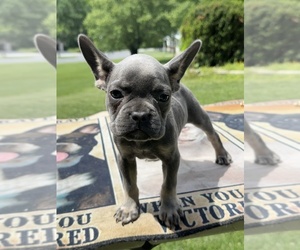 French Bulldog Puppy for sale in COVINGTON, VA, USA