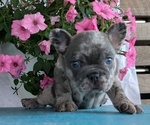 Small #4 French Bulldog