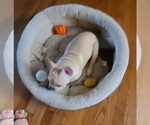 Small Photo #12 French Bulldog Puppy For Sale in LEES SUMMIT, MO, USA