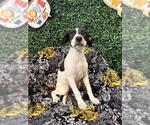 Small #1 Labrador Retriever Mix