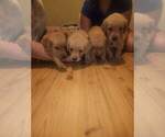 Small Photo #11 Golden Retriever Puppy For Sale in HARRIMAN, TN, USA