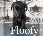 Puppy Floofy Yorkshire Terrier