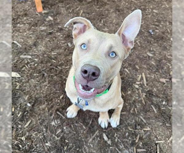 Medium Photo #1 Mutt Puppy For Sale in Denver, CO, USA