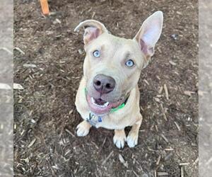 Mutt Dogs for adoption in Denver, CO, USA