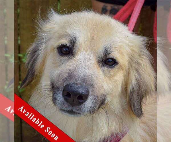 Medium Photo #1 Collie-Great Pyrenees Mix Puppy For Sale in Huntley, IL, USA