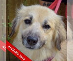 Small Collie-Great Pyrenees Mix