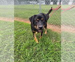 Small #1 Rottweiler Mix