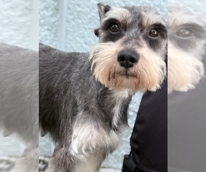 Mother of the Schnauzer (Miniature) puppies born on 12/15/2024
