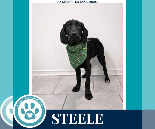 Medium Photo #1 Golden Retriever-Great Dane Mix Puppy For Sale in Kimberton, PA, USA