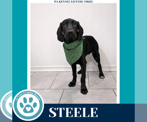 Golden Retriever-Great Dane Mix Dogs for adoption in Kimberton, PA, USA