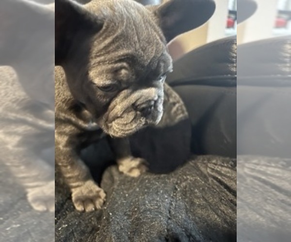 Medium Photo #9 French Bulldog Puppy For Sale in TALLAHASSEE, FL, USA
