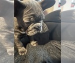 Small #8 French Bulldog