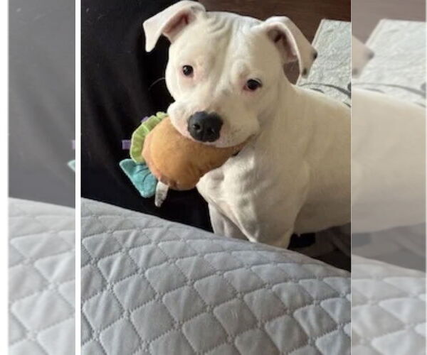 Medium Photo #2 Mutt Puppy For Sale in Oak Bluffs, MA, USA