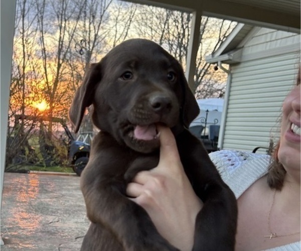 Medium Photo #11 Labrador Retriever Puppy For Sale in FREDERICKSBG, OH, USA