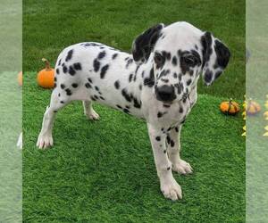 Dalmatian Puppy for sale in ARTHUR, IL, USA