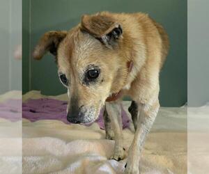Chiweenie Dogs for adoption in Camarillo, CA, USA