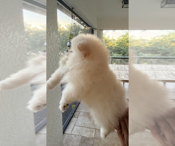 Medium Photo #3 Pomeranian Puppy For Sale in LEHIGH ACRES, FL, USA