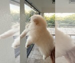 Small Photo #3 Pomeranian Puppy For Sale in LEHIGH ACRES, FL, USA