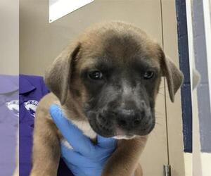 Mastiff-Unknown Mix Dogs for adoption in Conroe, TX, USA