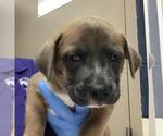 Small Mastiff Mix