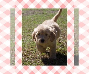 Goldendoodle Puppy for sale in NEWINGTON, GA, USA