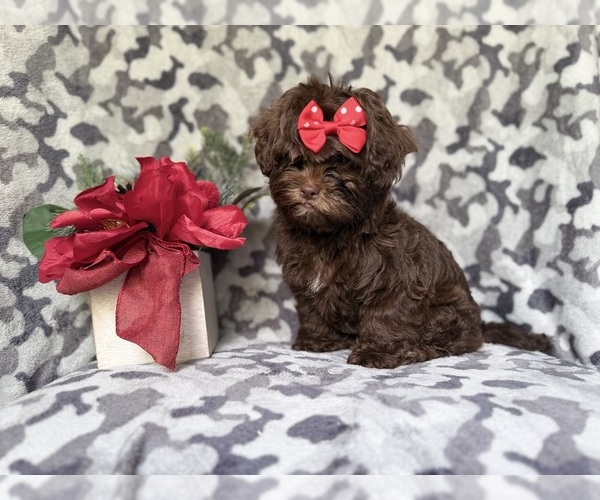 Medium Photo #6 ShihPoo Puppy For Sale in LAKELAND, FL, USA