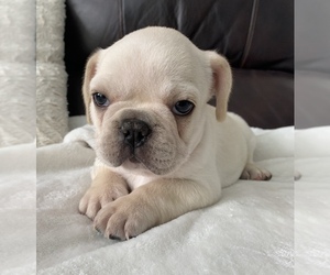 French Bulldog Puppy for sale in JOHNS ISLAND, SC, USA