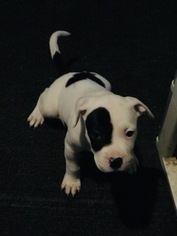 American Pit Bull Terrier Puppy for sale in BRANDYWINE, MD, USA