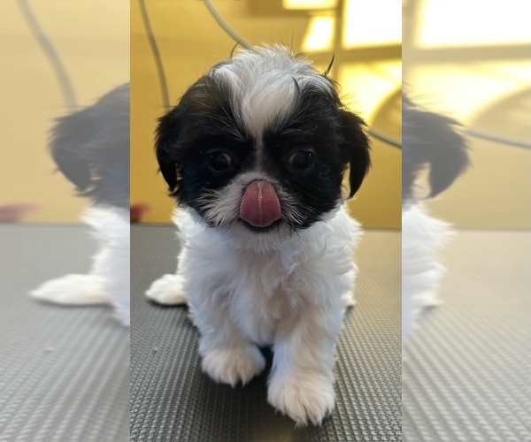 Medium Photo #6 ShihPoo Puppy For Sale in WOODLEAF, NC, USA
