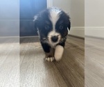 Puppy Austin Miniature Australian Shepherd