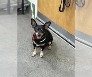 Miniature Pinscher-Unknown Mix Dogs for adoption in Forestville, MD, USA
