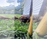 Small #2 Cane Corso-Doberman Pinscher Mix