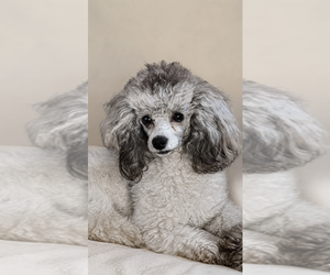 Mother of the Poodle (Miniature) puppies born on 06/24/2026