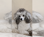Small Photo #1 Poodle (Miniature) Puppy For Sale in FLAGSTAFF, AZ, USA