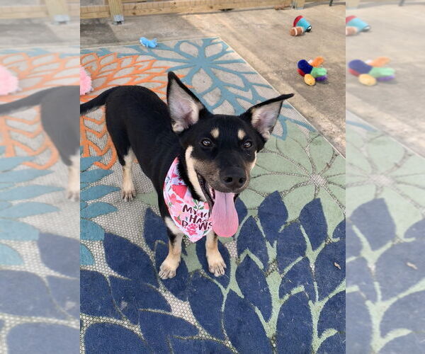 Medium Photo #3 Mutt Puppy For Sale in San Leon, TX, USA