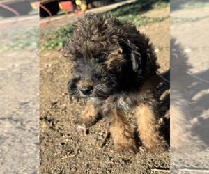Poodle (Miniature)-Poodle (Standard) Mix Puppy for sale in LONGMONT, CO, USA