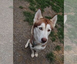 Blaze - Male Siberian Husky Dog for Adoption - Photo #6