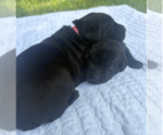 Small #8 Labrador Retriever