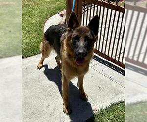 German Shepherd Dog Dogs for adoption in Upland, CA, USA